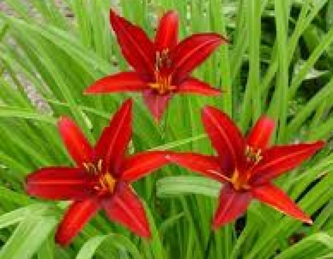 Taglilie Crimson Pirate