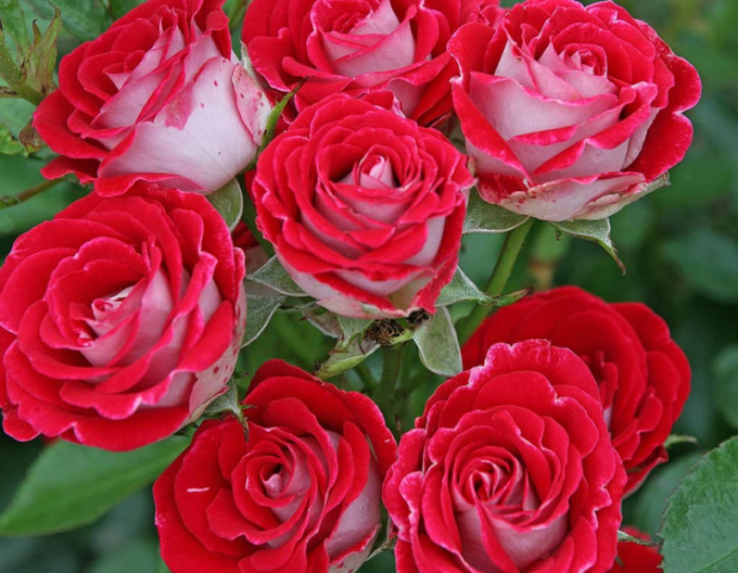 Baumrose ´Red White´