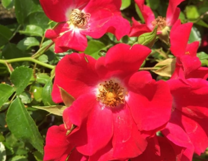 Stammrose Sommerabend