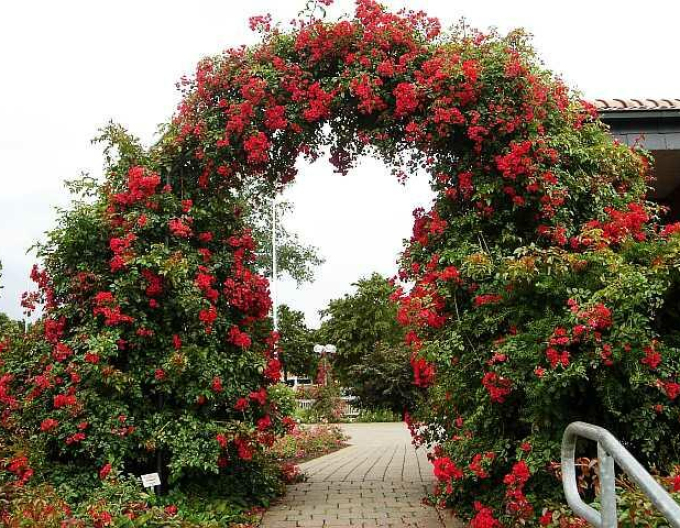 Stammrose Sommerabend