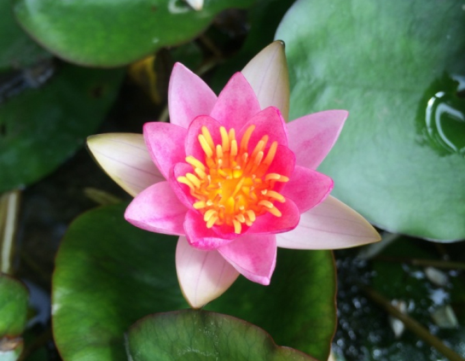 Seerose Laydekeri Lilacea