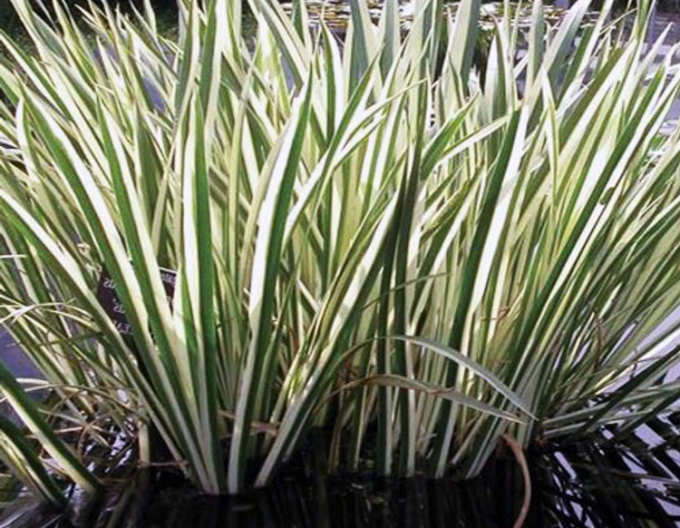 Buntblättriger Kalmus