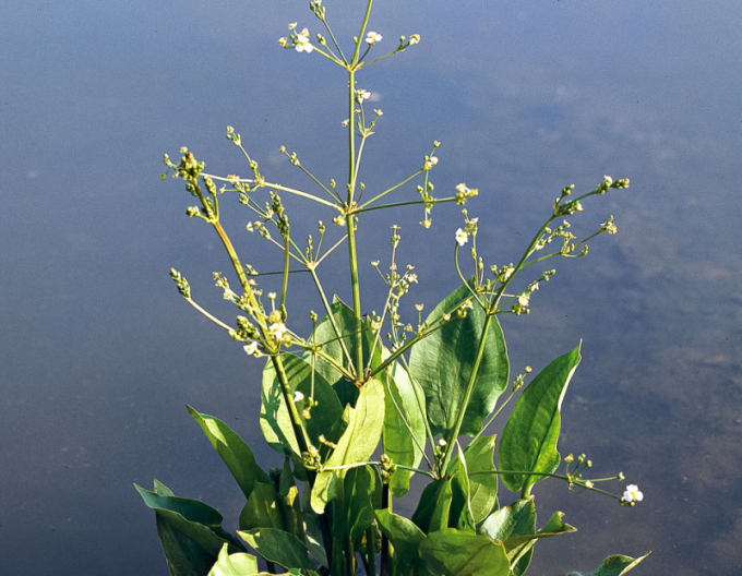 Gewöhnlicher Froschlöffel