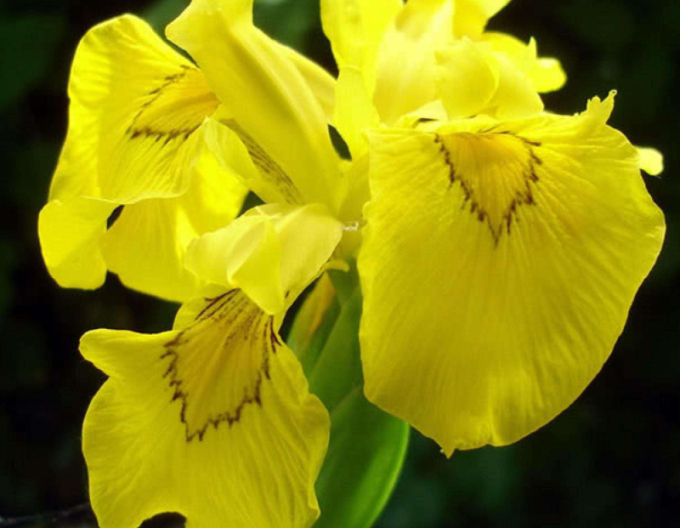 Iris Flore Pleno