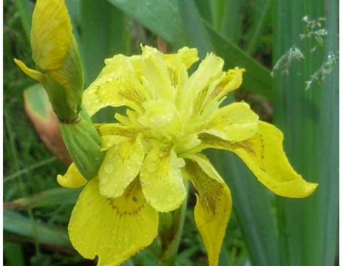 Iris Flore Pleno