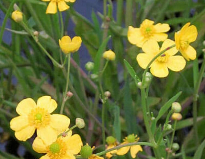 Brennender Hahnenfuß