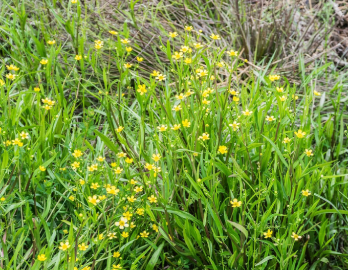 Brennender Hahnenfuß