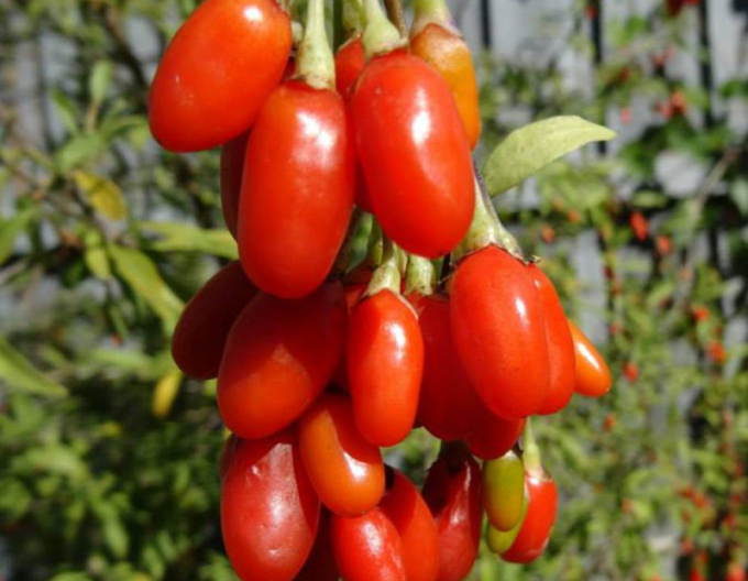 Bocksdorn Grosfruchtig