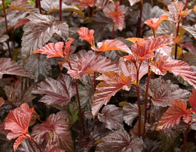 Fasanenspiere Lady in Red
