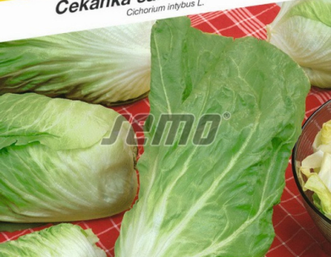 Semo Chicorée Bravo