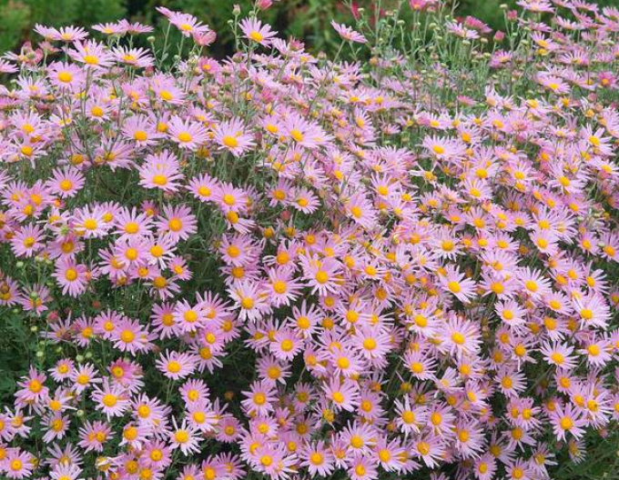 Winteraster Clara Curtis