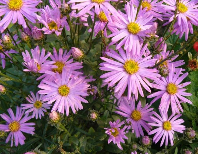 Winteraster Clara Curtis