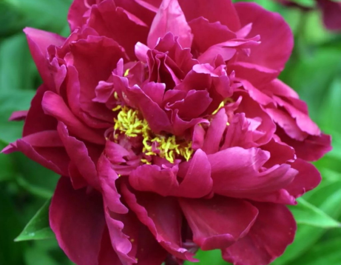 Halbstrauchige Pfingstrose Karl Rosenfield