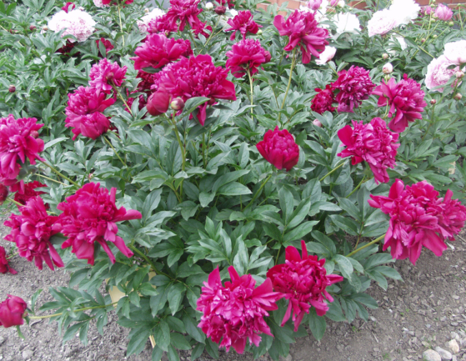 Halbstrauchige Pfingstrose Karl Rosenfield