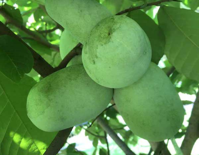 Asimina tricolour Paw Paw - Banane des Nordens