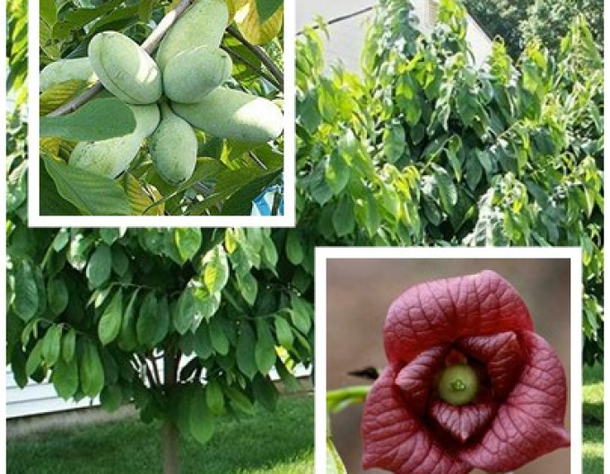 Asimina tricolour Paw Paw - Banane des Nordens