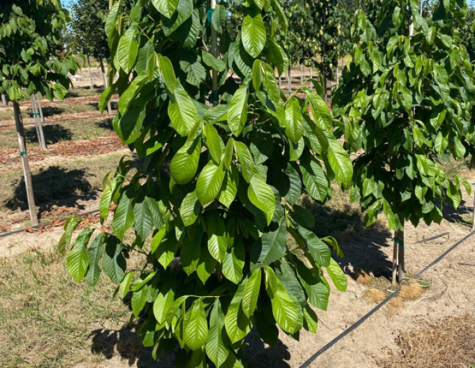 Asimina tricolour Paw Paw - Banane des Nordens