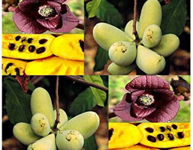 Asimina tricolour Paw Paw - Banane des Nordens