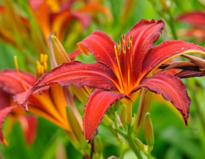 Taglilie Crimson Pirate