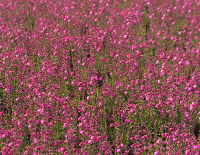 Irisches Heidekraut Andrea