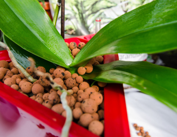 Ceramsit 8 - 16mm 50l