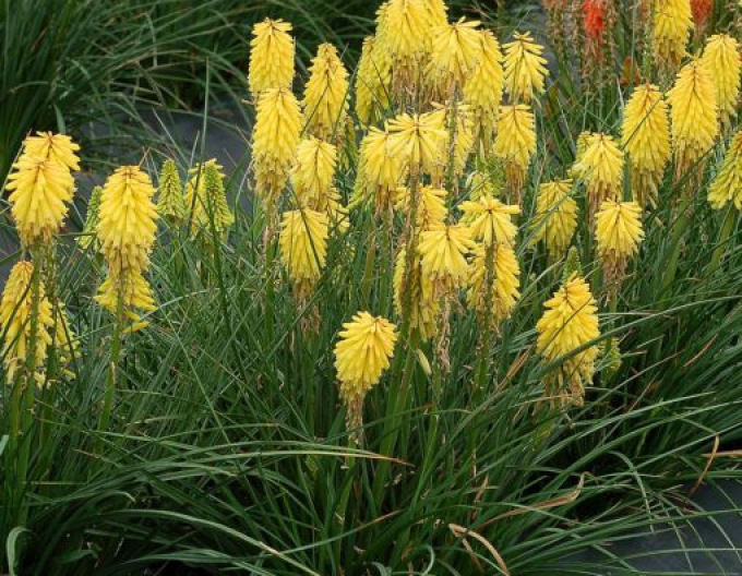 Fackellilie  Minister Verschuur