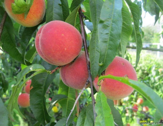 Pfirsich Champion mittelfrüh, Unterlage. GF677, frei.