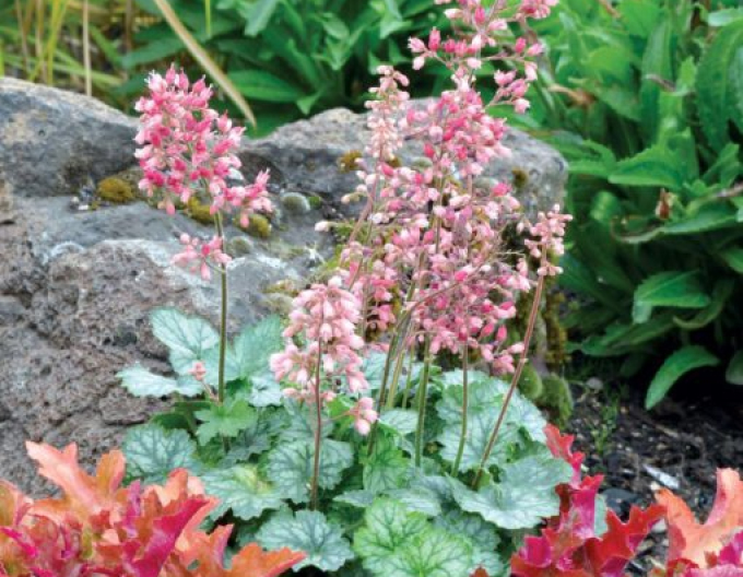 Heuchera Little Cutie Peppermint
