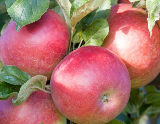 Säulenapfelbaum Cumulus, auf MM106, Cont. 5l