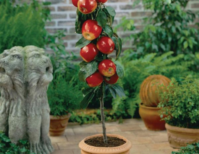 Säulenapfelbaum Waltz auf MM106, Cont. 2l