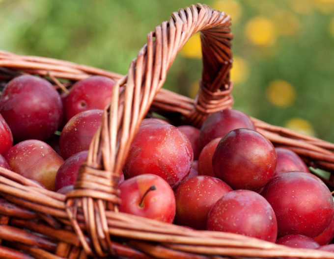 Mirabella columnaris Ruby Forts. 2l