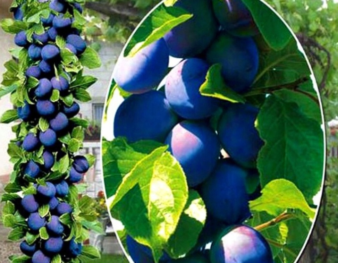 Säulenpflaume Fruca, sub. Myrobalan, frei hängend.