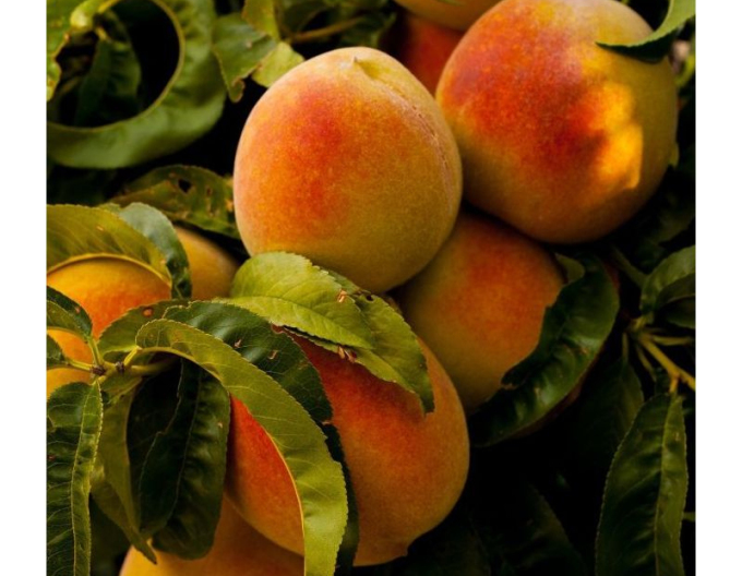 Pfirsich Champion mittelfrüh, Unterlage. GF677, frei.