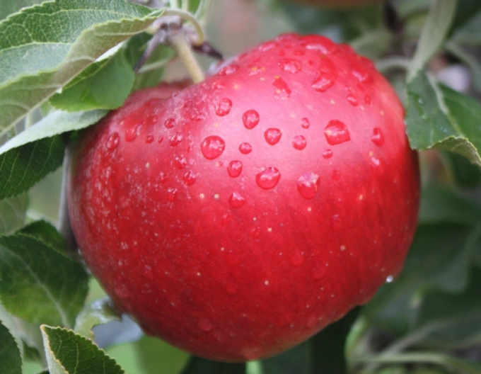Winterapfel Idared auf M9, wurzelnackt
