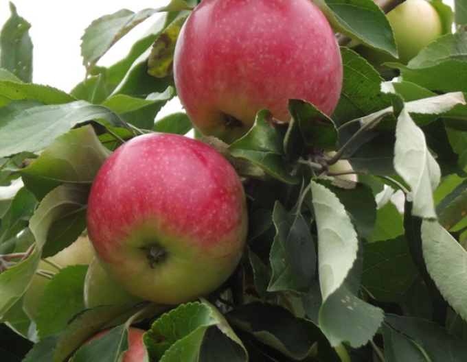 Apfel Champion auf M9, wurzelnackt