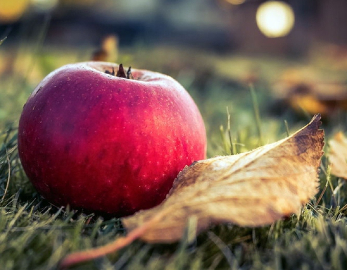 Apfelbaum Florina auf M9, wurzelnackt