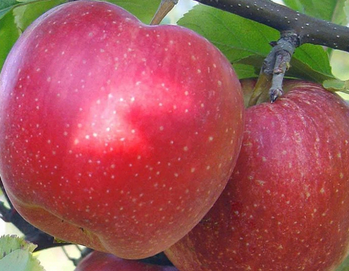 Winterapfel Topaz, auf MM106, wurzelnackt