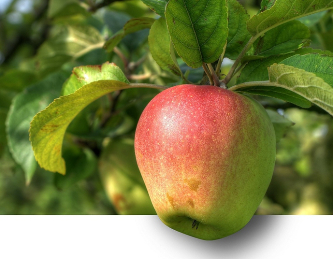 Apfelbaum Pinova auf MM106, wurzelnackt