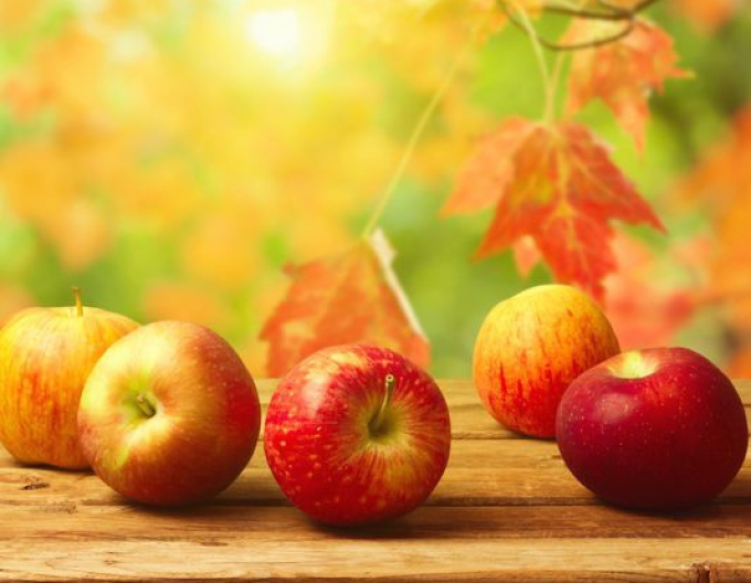 Apfelbaum Jonathan auf MM106, wurzelnackt