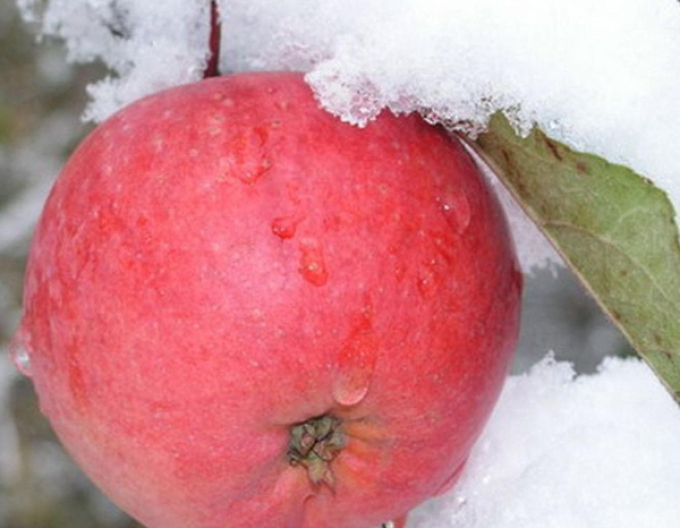 Apfel Fuji auf M9, wurzelnackt