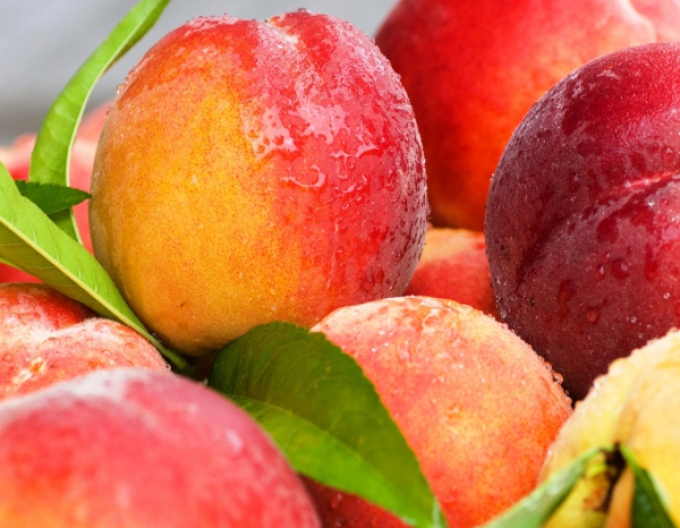 Spätpfirsich Cresthaven, subsp. ISHTARA, freilaufend.