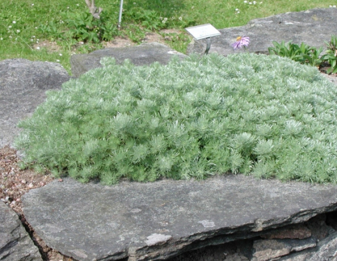 Palina schmidtova Nana