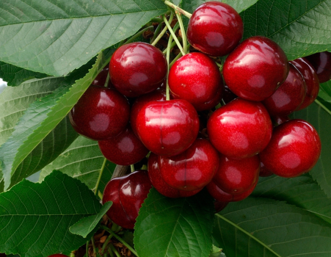 Kirsche Lapins, auf Gisela5, wurzelnackt