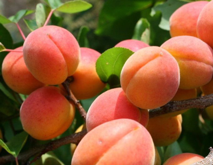 Aprikose Vesna früh, sub. Myrobalan, freilaufend.