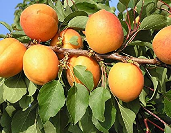 Aprikose Compacta Halbhartholz, sub. Myrobalan, frei wurzelnd.