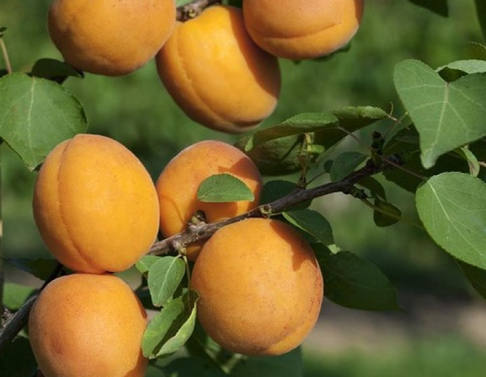 Aprikose Compacta Halbhartholz, sub. Myrobalan, frei wurzelnd.