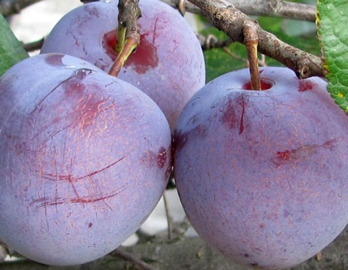 Ringlot "Althan", sub. Grüner Ringellot, freilebend.