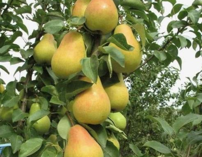 Säulenförmige Birne Saphira auf Quitte, Cont. 5l