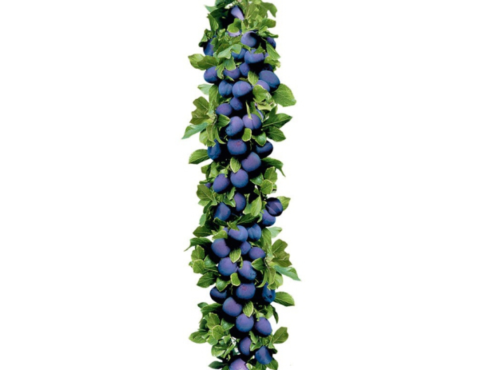 Säulenpflaume Imperial, sub. Myrobalan, Forts. 5l