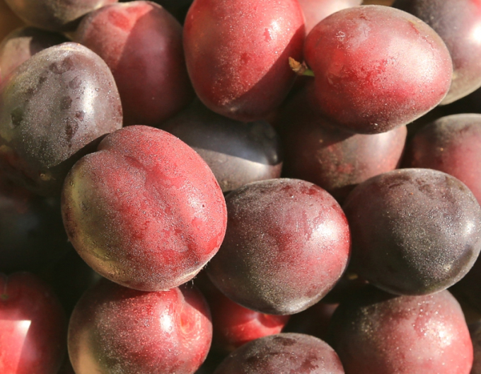 Aprikose-Pflaume Columnare, sub. Myrobalan, Forts. 5l